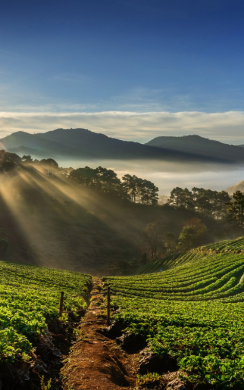 Bangalore – Mysore – Coorg